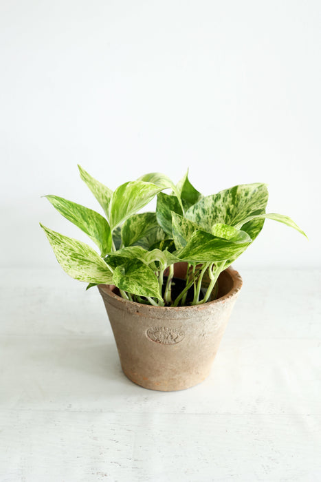 Snow Queen Pothos