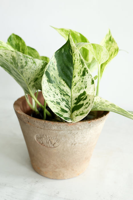 Snow Queen Pothos