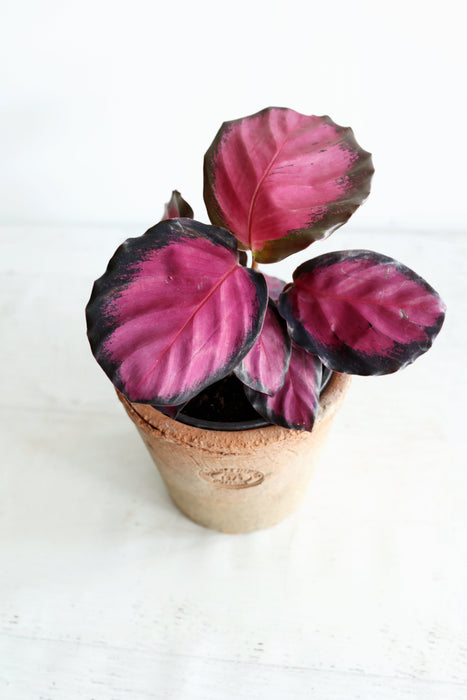 Purple Rose Calathea (Calthea Roseopicta)