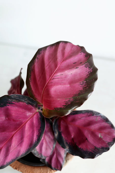 Purple Rose Calathea (Calthea Roseopicta)
