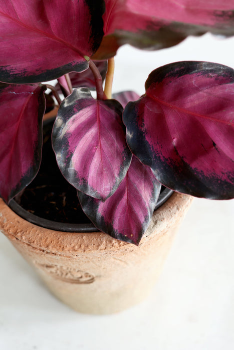 Purple Rose Calathea (Calthea Roseopicta)