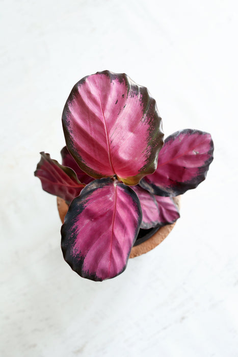 Purple Rose Calathea (Calthea Roseopicta)