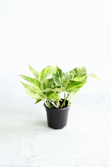 Snow Queen Pothos