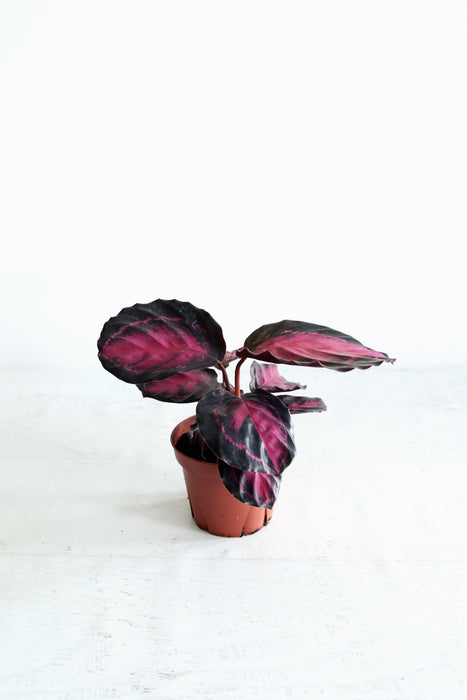 Purple Rose Calathea (Calthea Roseopicta)