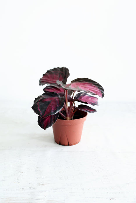 Purple Rose Calathea (Calthea Roseopicta)
