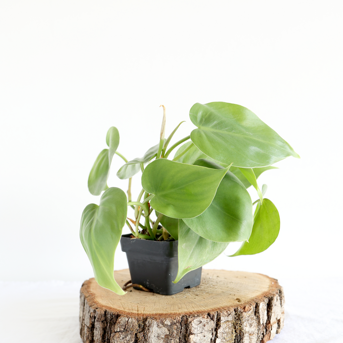 Heartleaf Philodendron– Highland Ridge Decor