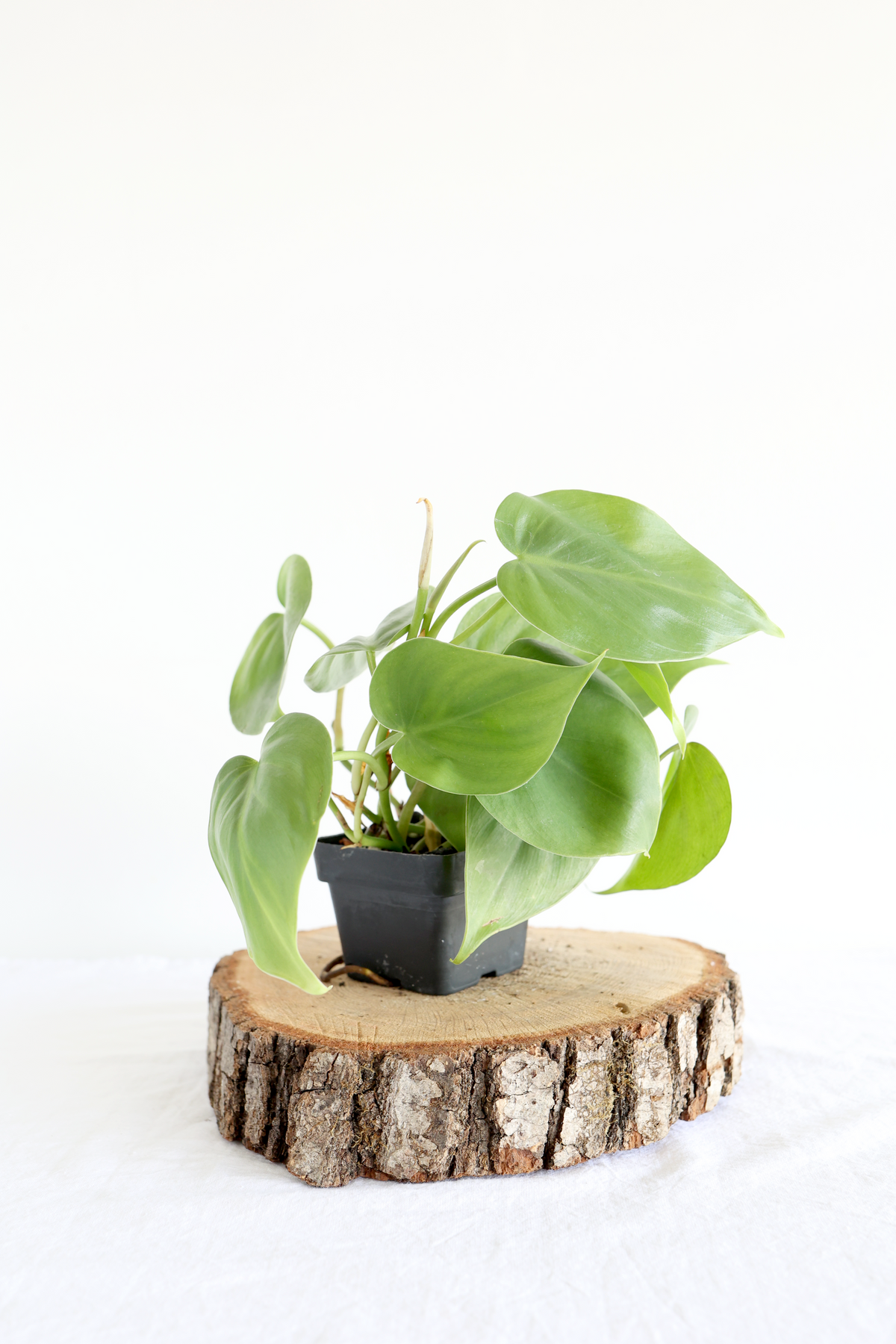 Heartleaf Philodendron Highland Ridge Decor