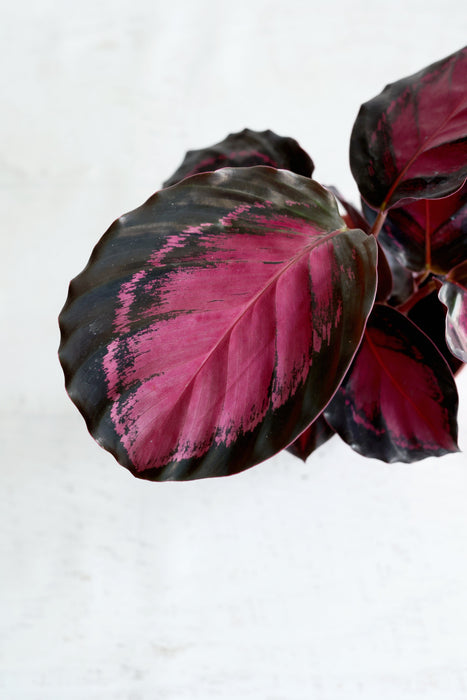 Purple Rose Calathea (Calthea Roseopicta)