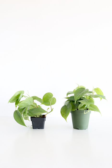 philodendron heartleaf light Heartleaf Philodendron– Highland Ridge Decor