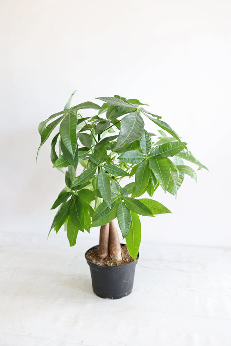 Money Tree