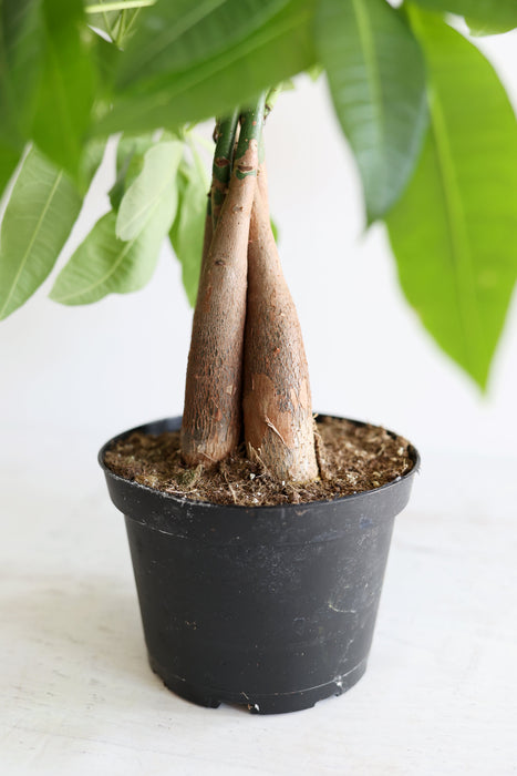 Money Tree