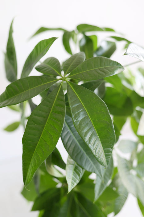 Money Tree