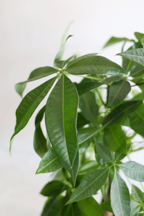Money Tree