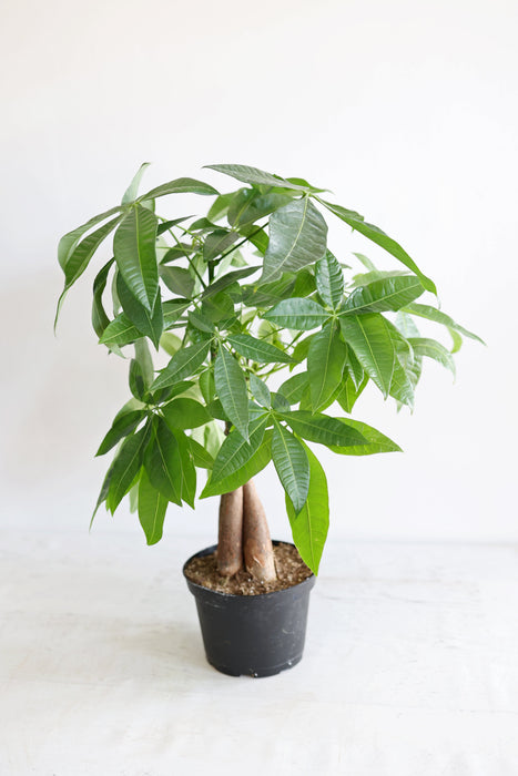 Money Tree