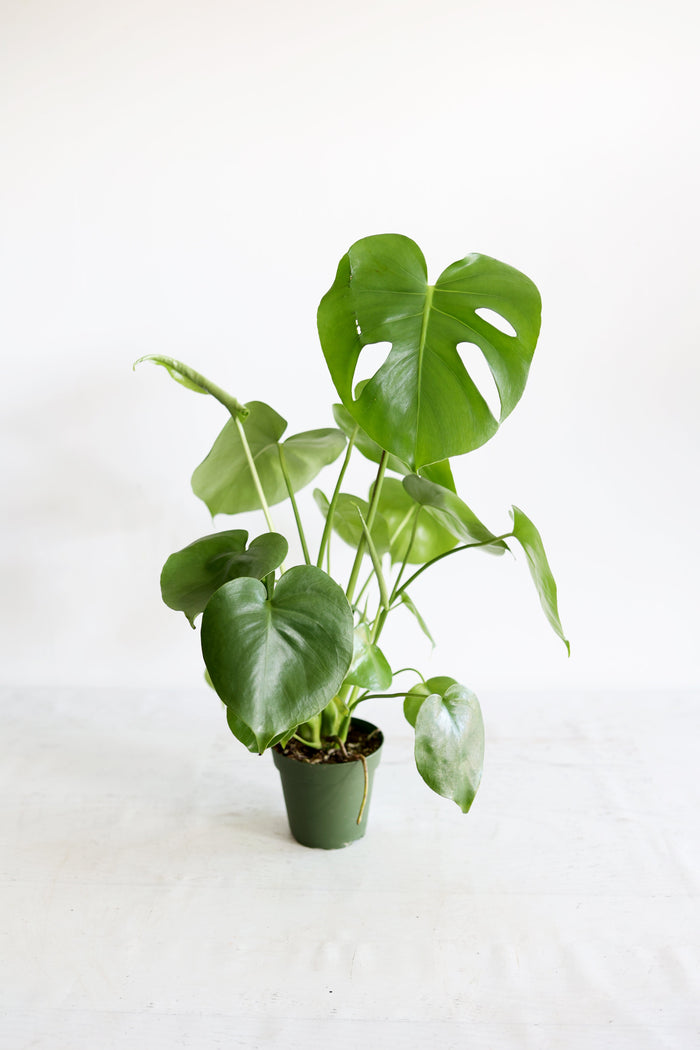 Houseplants