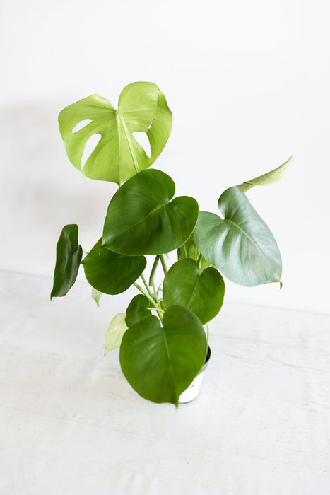 Monstera Houseplant