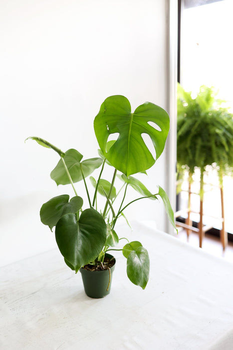 Monstera Houseplant