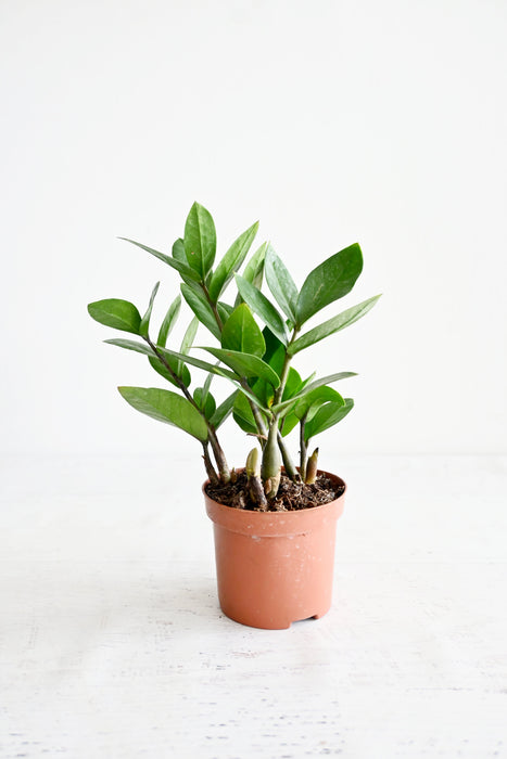ZZ Plant