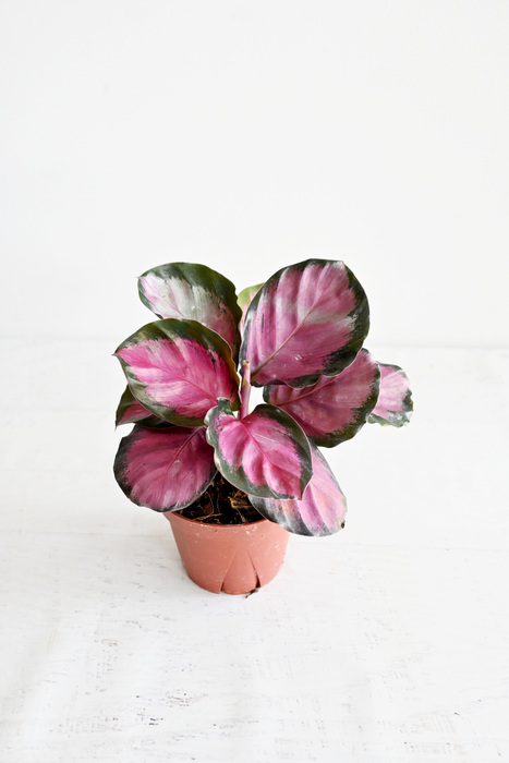 Rosy Calathea
