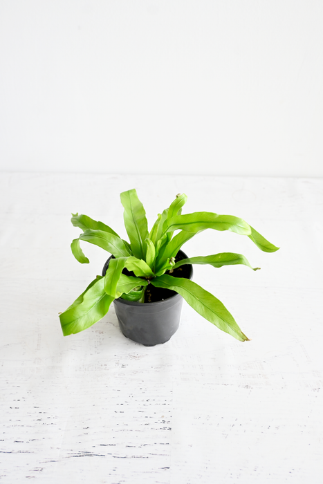 Bird's Nest Fern