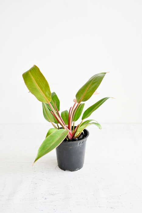 Prince of Orange Philodendron
