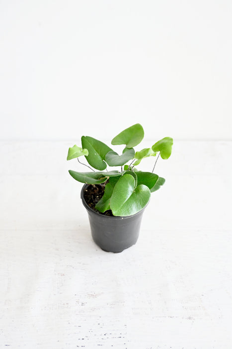 Heart Fern