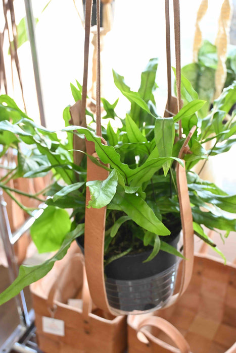 Kangaroo Paw Fern Plant
