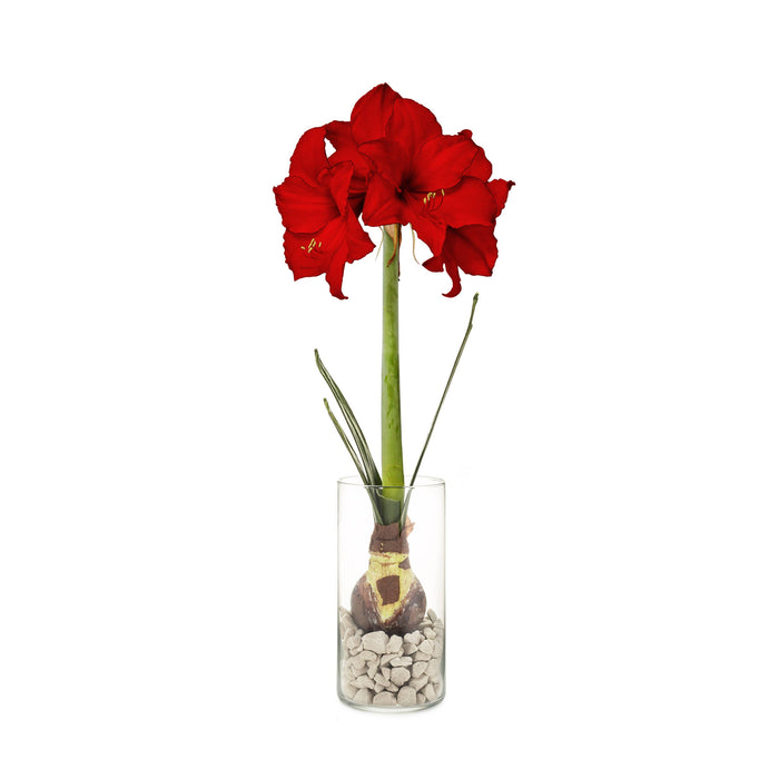 Amaryllis Winter Bulb Kit