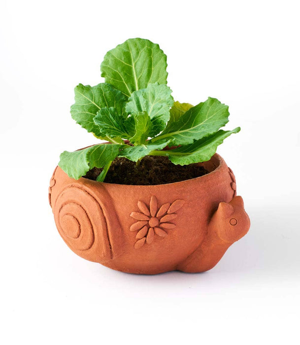 snail planter pot Rakshana Snail Plant Pot