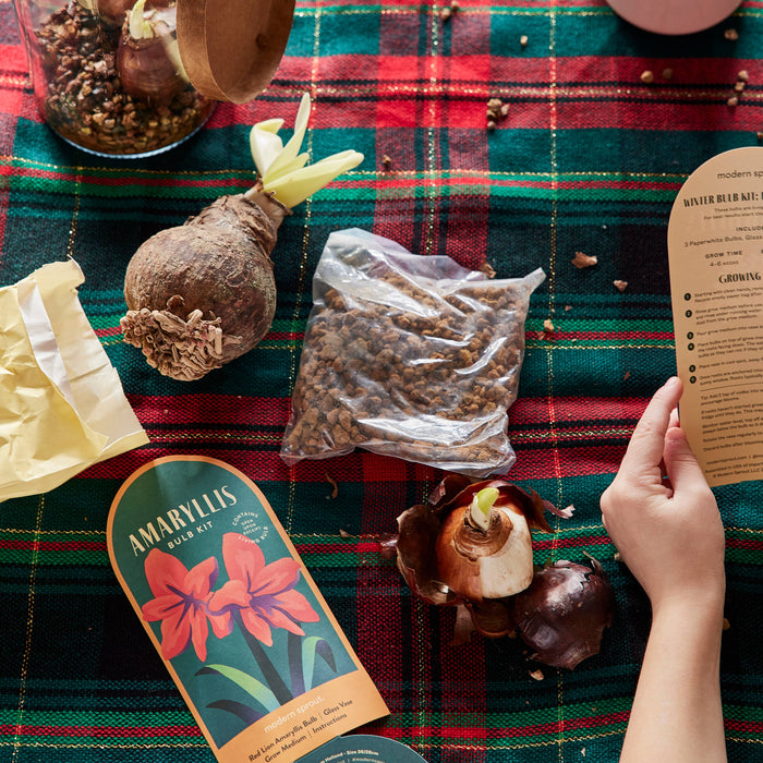 Amaryllis Winter Bulb Kit