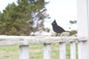 Metal Bird Statue - Cardinal Statue