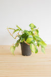 Brazil Philodendron Live Tropical Houseplant | variegated heartleaf easy indoor trailing beginner friendly air purifying