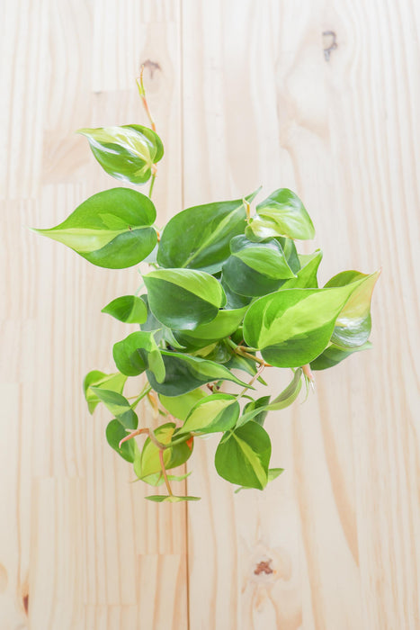 Brazil Philodendron Live Tropical Houseplant | variegated heartleaf easy indoor trailing beginner friendly air purifying