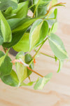 Brazil Philodendron Live Tropical Houseplant | variegated heartleaf easy indoor trailing beginner friendly air purifying
