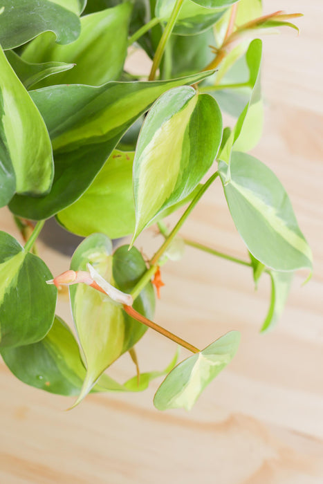 Brazil Philodendron Live Tropical Houseplant | variegated heartleaf easy indoor trailing beginner friendly air purifying