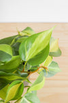 Brazil Philodendron Live Tropical Houseplant | variegated heartleaf easy indoor trailing beginner friendly air purifying