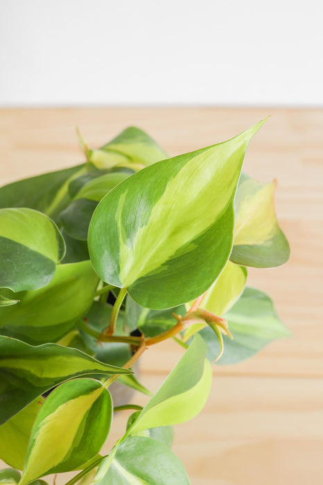 Brazil Philodendron Live Tropical Houseplant | variegated heartleaf easy indoor trailing beginner friendly air purifying