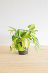 Brazil Philodendron Live Tropical Houseplant | variegated heartleaf easy indoor trailing beginner friendly air purifying