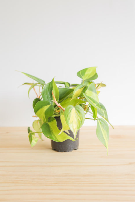 Brazil Philodendron Live Tropical Houseplant | variegated heartleaf easy indoor trailing beginner friendly air purifying
