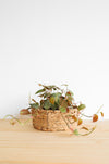 Micans Philodendron Live Plant: Velvet Leaf Trailing Vine, Easy Care