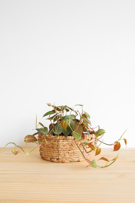 Micans Philodendron Live Plant: Velvet Leaf Trailing Vine, Easy Care