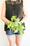 Brazil Philodendron Live Tropical Houseplant | variegated heartleaf easy indoor trailing beginner friendly air purifying