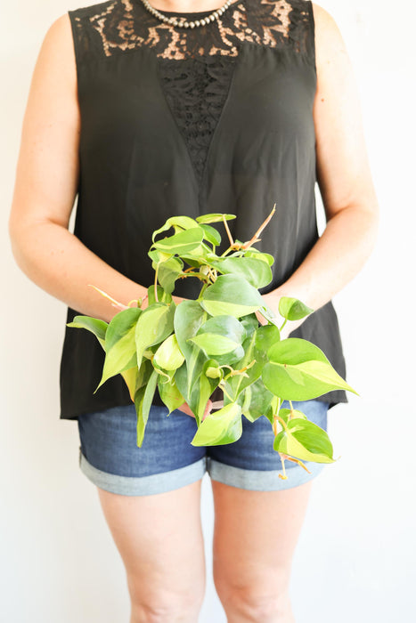 Brazil Philodendron Live Tropical Houseplant | variegated heartleaf easy indoor trailing beginner friendly air purifying