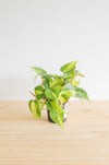 Brazil Philodendron Live Tropical Houseplant | variegated heartleaf easy indoor trailing beginner friendly air purifying