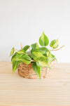 Brazil Philodendron Live Tropical Houseplant | variegated heartleaf easy indoor trailing beginner friendly air purifying