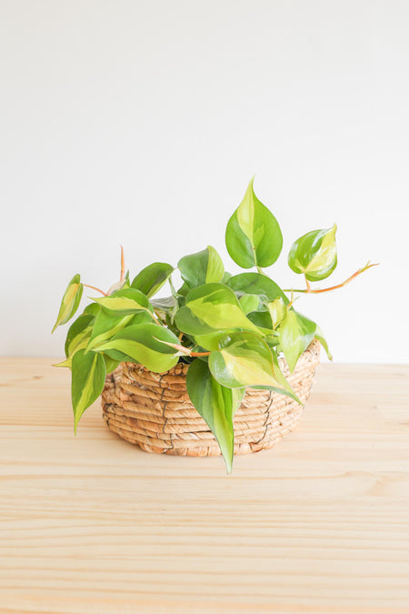 Brazil Philodendron Live Tropical Houseplant | variegated heartleaf easy indoor trailing beginner friendly air purifying