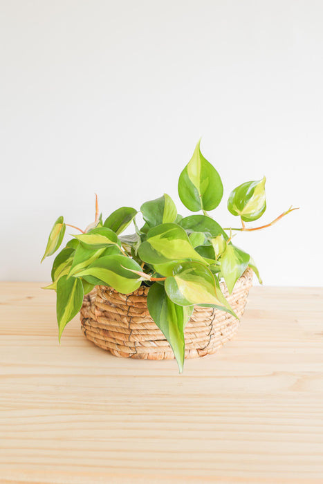 Brazil Philodendron Live Tropical Houseplant | variegated heartleaf easy indoor trailing beginner friendly air purifying