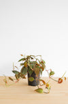 Micans Philodendron Live Plant: Velvet Leaf Trailing Vine, Easy Care
