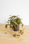 Micans Philodendron Live Plant: Velvet Leaf Trailing Vine, Easy Care