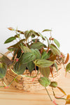 Micans Philodendron Live Plant: Velvet Leaf Trailing Vine, Easy Care